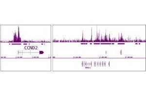 EZH2 antibody (pAb) tested by ChIP-Seq. (EZH2 antibody  (AA 1-370))