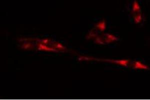 ABIN6274481 staining Hela cells by IF/ICC. (Cyclin-Dependent Kinase 15 (ALS2CR7) (Internal Region) antibody)