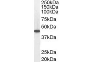Western Blotting (WB) image for anti-Medium-Chain Specific Acyl-CoA Dehydrogenase, Mitochondrial (C-Term) antibody (ABIN2465342) (Medium-Chain Specific Acyl-CoA Dehydrogenase, Mitochondrial (C-Term) antibody)