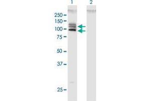 Western Blot analysis of OPA1 expression in transfected 293T cell line by OPA1 MaxPab polyclonal antibody. (OPA1 antibody  (AA 1-960))