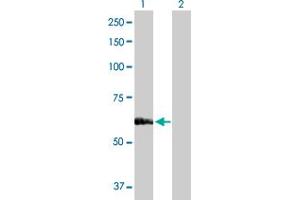 Western Blot analysis of SARS expression in transfected 293T cell line by SARS MaxPab polyclonal antibody. (Seryl-tRNA Synthetase (SARS) (AA 1-514) antibody)