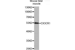 Western blot analysis of extracts of mouse fetal muscle, using CX3CR1 antibody (ABIN5971494). (CX3CR1 antibody)
