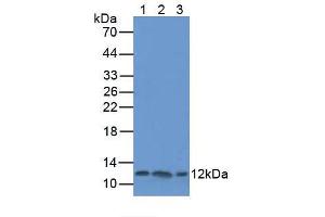 Figure. (TXN antibody  (AA 1-105))