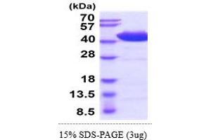 SDS-PAGE (SDS) image for Hematopoietic Cell Signal Transducer (HCST) (AA 20-48) (Active) protein (hIgG-His-tag) (ABIN7281338)
