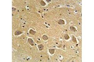 AQP11 antibody immunohistochemistry analysis in formalin fixed and paraffin embedded human brain tissue. (AQP11 antibody  (AA 244-271))