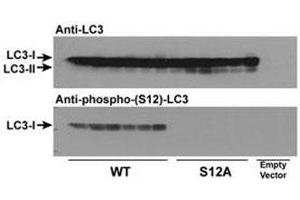 Wild type LC3 and LC3 S12A mutant vectors were transfected into CHO cells and tested with phospho-LC3C antibody (S12A = replacement of the amino acid position 12 serine of LC3 with alanine). (LC3C antibody  (pSer12))