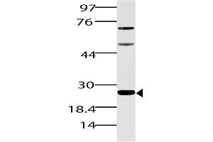 Image no. 1 for anti-Spi-B Transcription Factor (Spi-1/PU.1 Related) (SPIB) (AA 50-260) antibody (ABIN5027543) (SPIB antibody  (AA 50-260))