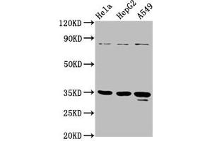 Western Blot Positive WB detected in: Hela whole cell lysate, HepG2 whole cell lysate, A549 whole cell lysate All lanes: PURA antibody at 4. (PURA antibody  (AA 50-296))