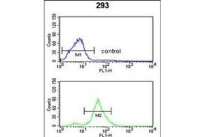 TSN12 Antibody (C-term) (ABIN652637 and ABIN2842427) flow cytometric analysis of 293 cells (bottom histogram) comred to a negative control cell (top histogram). (TSPAN12 antibody  (C-Term))