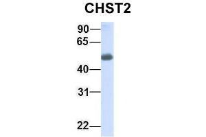 Host:  Rabbit  Target Name:  CHST2  Sample Type:  Human Fetal Liver  Antibody Dilution:  1. (CHST2 antibody  (Middle Region))
