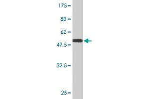 Western Blot detection against Immunogen (50. (TWSG1 antibody  (AA 1-223))