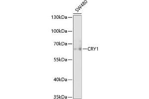 Western blot analysis of extracts of SW480 cells, using CRY1 antibody (ABIN6130203, ABIN6139061, ABIN6139064 and ABIN6217742) at 1:1000 dilution. (CRY1 antibody  (AA 1-255))