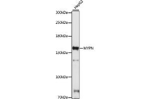 Western blot analysis of extracts of HepG2 cells, using MYPN antibody (ABIN7268742) at 1:1000 dilution. (Myopalladin antibody  (AA 1-250))