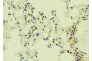 ABIN6273844 at 1/100 staining Mouse lung tissue by IHC-P. (S1PR5 antibody  (C-Term))