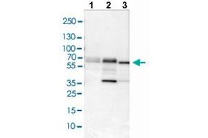 Western blot analysis of Lane 1: NIH/3T3 cell lysate, Lane 2: NBT-II cell lysate, and Lane 3: PC-12 cell lysate with PDCD4 polyclonal antibody . (PDCD4 antibody  (AA 230-330))