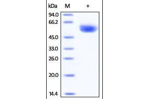 SDS-PAGE (SDS) image for CD4 (CD4) (AA 26-390) protein (His tag) (ABIN2180786) (CD4 Protein (CD4) (AA 26-390) (His tag))