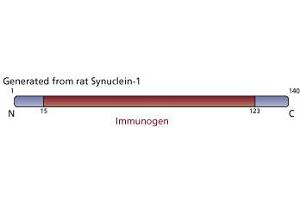 Image no. 2 for anti-Synuclein, alpha (SNCA) (AA 15-123) antibody (ABIN968177) (SNCA antibody  (AA 15-123))