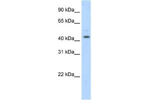 WB Suggested Anti-TSG101 Antibody Titration:  1. (TSG101 antibody  (Middle Region))