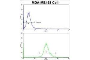 Flow cytometric analysis of MDA-M cells using AS Antibody (N-term)(bottom histogram) comred to a negative control cell (top histogram)FITC-conjugated goat-anti-rabbit secondary antibodies were used for the analysis. (ASPA antibody  (N-Term))