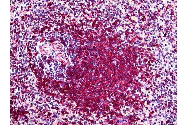 POLK antibody  (AA 1-473)