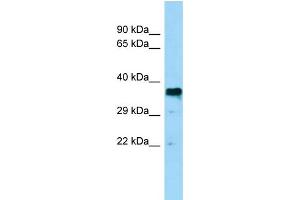 WB Suggested Anti-BSG Antibody Titration: 0. (CD147 antibody  (Middle Region))
