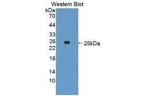 Western Blotting (WB) image for anti-Growth Hormone 1 (GH1) (AA 27-216) antibody (ABIN3209618) (Growth Hormone 1 antibody  (AA 27-216))