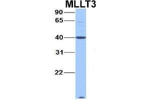 Host:  Rabbit  Target Name:  MLLT3  Sample Type:  Hela  Antibody Dilution:  1. (AF9 antibody  (C-Term))