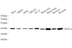 PKA antibody  (Catalytic Subunit)
