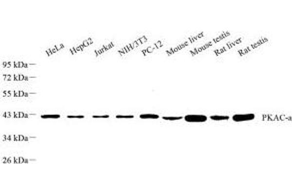 PKA antibody  (Catalytic Subunit)