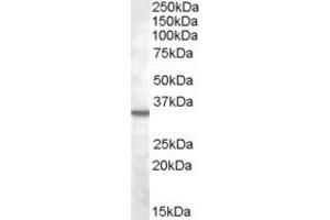 ABIN334364 (2µg/ml) staining of K562 lysate (35µg protein in RIPA buffer).