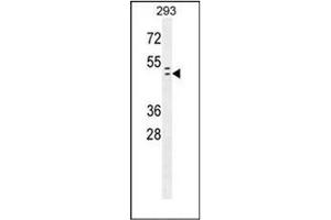 Western blot analysis of RAD9A Antibody  in 293 cell line lysates (35ug/lane). (RAD9A antibody)
