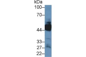 Western blot analysis of Human Lung lysate, using Human KRT33A Antibody (1 µg/ml) and HRP-conjugated Goat Anti-Rabbit antibody (