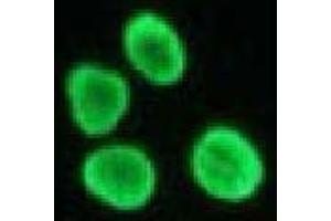 Immunofluorescence (IF) image for anti-Histone H4 antibody (ABIN1449238) (Histone H4 antibody)