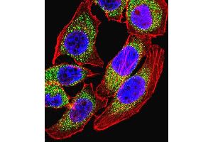 Fluorescent confocal image of  cell stained with NFATC4 Antibody (C-term) (ABIN657086 and ABIN2846246). (NFATC4 antibody  (C-Term))