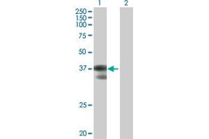 GCFC2 antibody  (AA 1-215)