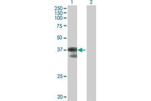 Western Blot analysis of C2orf3 expression in transfected 293T cell line by C2orf3 MaxPab polyclonal antibody.
