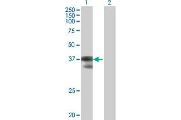 GCFC2 antibody  (AA 1-215)