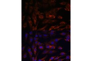 Immunofluorescence analysis of C6 cells using MRPS7 antibody (ABIN7268588) at dilution of 1:100. (MRPS7 antibody  (AA 110-190))