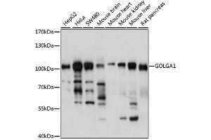 Western blot analysis of extracts of various cell lines, using GOLGA1 antibody (ABIN6291694) at 1:1000 dilution. (GOLGA1 antibody)