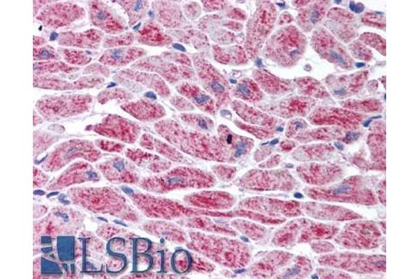 SNM1 antibody  (C-Term)