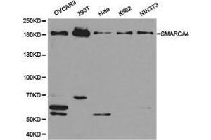 Western Blotting (WB) image for anti-SWI/SNF Related, Matrix Associated, Actin Dependent Regulator of Chromatin, Subfamily A, Member 4 (SMARCA4) antibody (ABIN1874860) (SMARCA4 antibody)