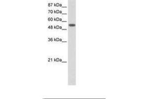 Image no. 1 for anti-Tyrosyl-tRNA Synthetase (Yars) (AA 451-500) antibody (ABIN202719) (YARS antibody  (AA 451-500))