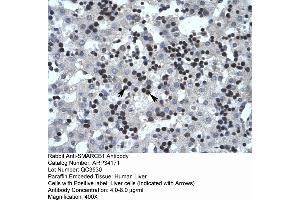 Human Liver (SMARCB1 antibody  (N-Term))