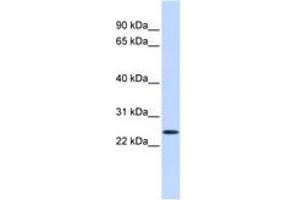 Image no. 1 for anti-Proline Rich Gla (G-Carboxyglutamic Acid) 1 (PRRG1) (AA 36-85) antibody (ABIN6740868) (PRRG1 antibody  (AA 36-85))