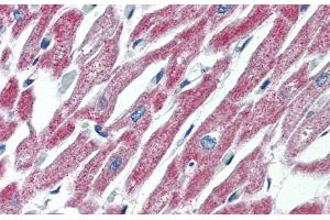 Immunohistochemistry with Human Heart lysate tissue at an antibody concentration of 5. (MAS1 antibody  (Middle Region))