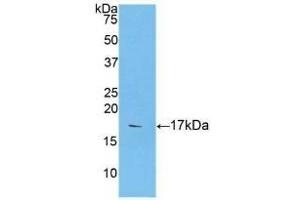 Detection of Recombinant CASP9, Human using Polyclonal Antibody to Caspase 9 (CASP9) (Caspase 9 antibody  (AA 331-416))