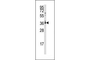Western blot analysis of anti-hP2CA/B Antibody (N-term) (ABIN392889 and ABIN2842290) in  cell line lysates (35 μg/lane). (PPP2CA antibody  (N-Term))
