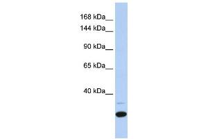 Western Blotting (WB) image for anti-Zinc Finger Protein 197 (ZNF197) antibody (ABIN2458175) (ZNF197 antibody)