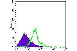Flow cytometric analysis of Hela cells using WNT1 mouse mAb (green) and negative control (purple). (WNT1 antibody)