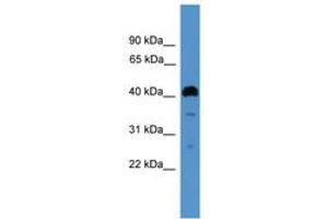 Image no. 1 for anti-Intelectin 1 (Galactofuranose Binding) (ITLN1) (AA 200-249) antibody (ABIN6745416) (ITLN1/Omentin antibody  (AA 200-249))